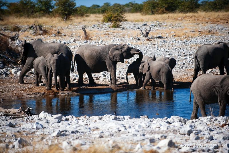 20090610_140734 D3 (1) X1.jpg - Water hole, Etosha National Park